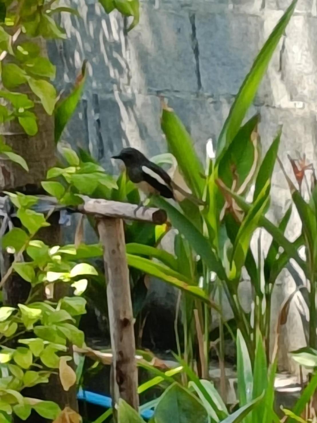 Baan Debtida Hotel Bangkok Eksteriør billede