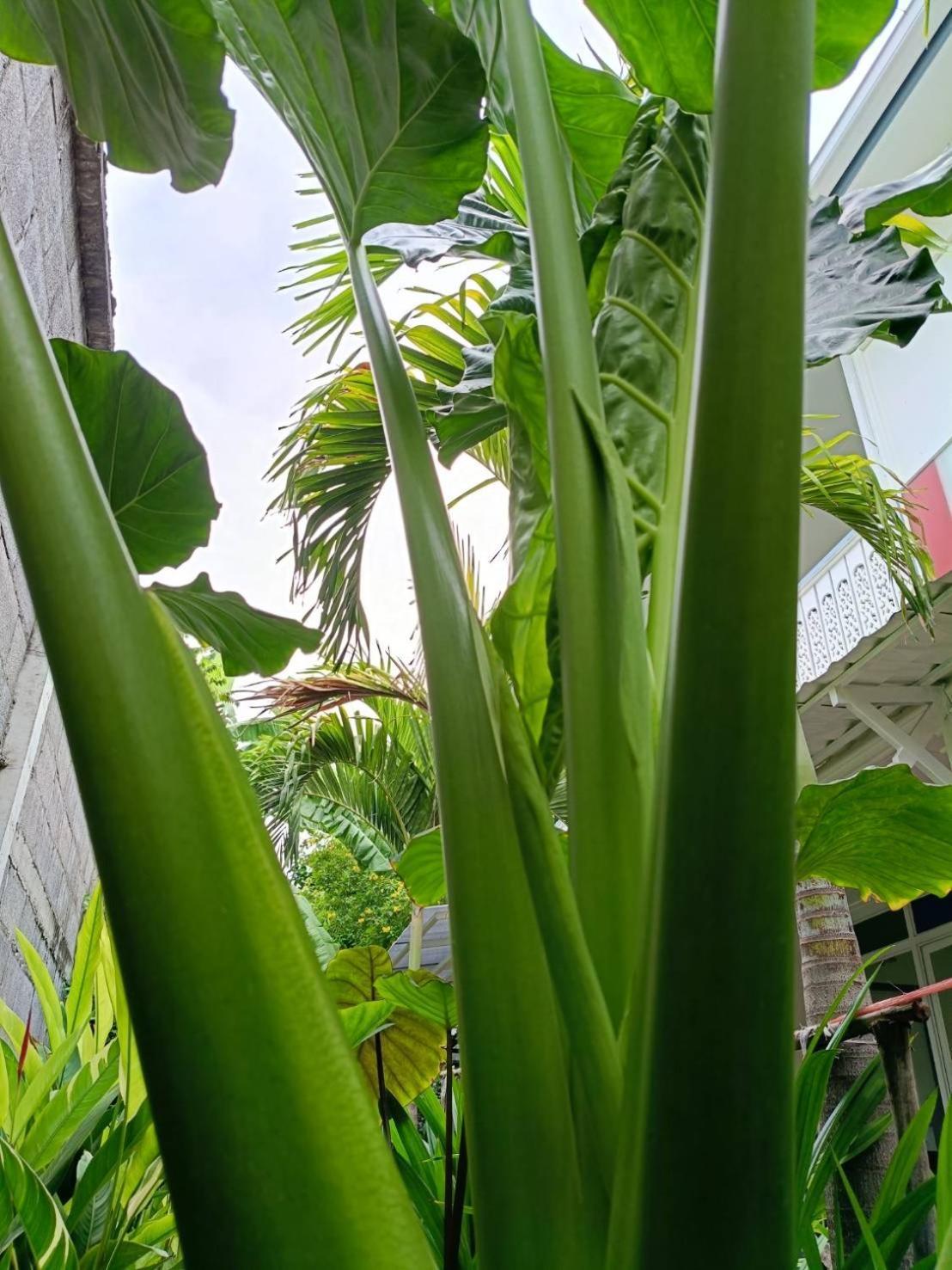 Baan Debtida Hotel Bangkok Eksteriør billede